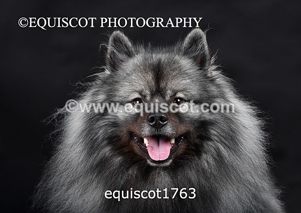 equiscot1763 - HONEY & SHADOW