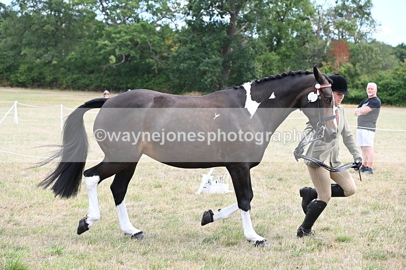 WJ6_5881 - Class 19 In-hand Veterans (Uploaded correct folder)