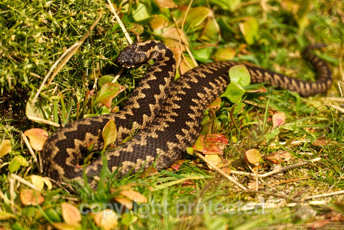 Adder - Beach along Suffolk Coast - Suffolk - Reptiles