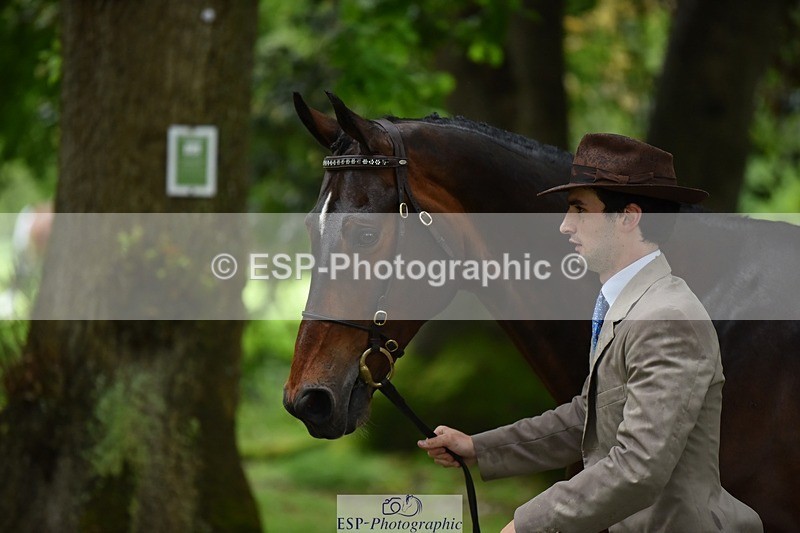 240522-161442-00809 - 162-HAZZLE_DAZZLE-Henry_Hobby