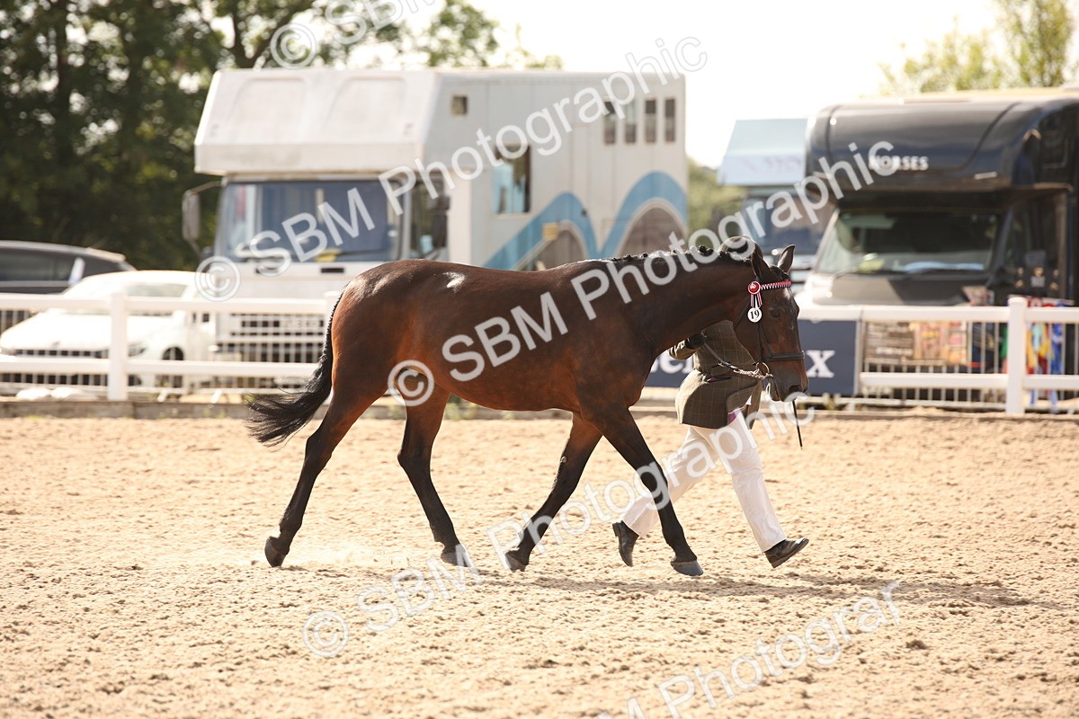 SBM_08177 - Class 27 - IH Competition Horse-Pony