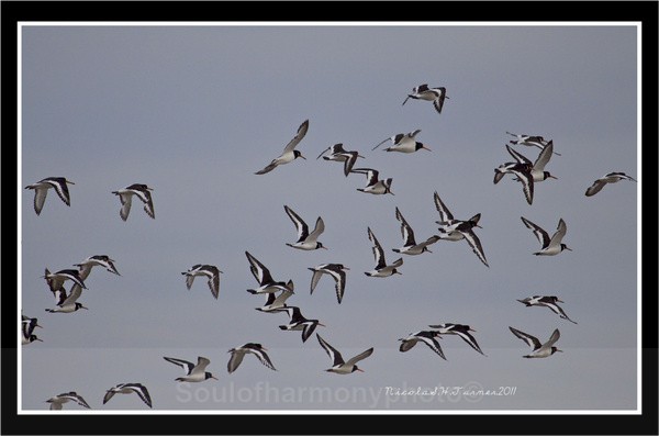 oyster Catcher's - Wildlife Wildlife