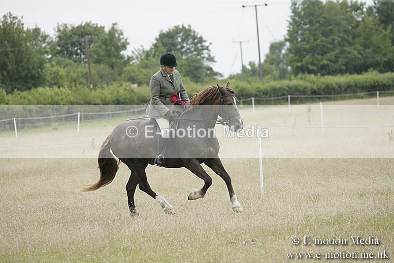 B230619-0988 - Bourne Valley Riding Club Summer Show 23/06/19