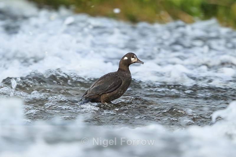 Harlequin Duck (female), River Laxa, Iceland - Harlequin Duck