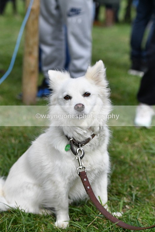 WJ5_9285 - Class 1 Best Cross Breed / Heniz 57