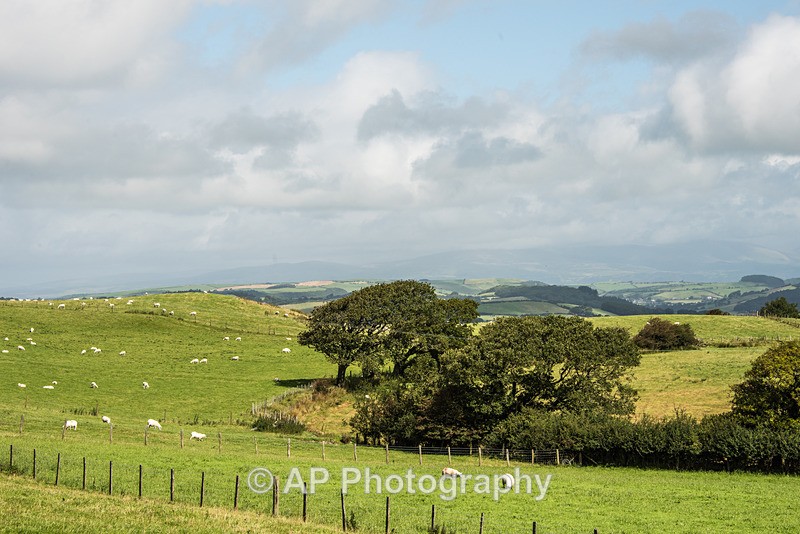 ACP_2444-1 - Rural Views