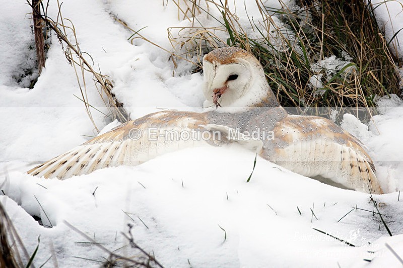 Barn Owl 220113 134 - Nature