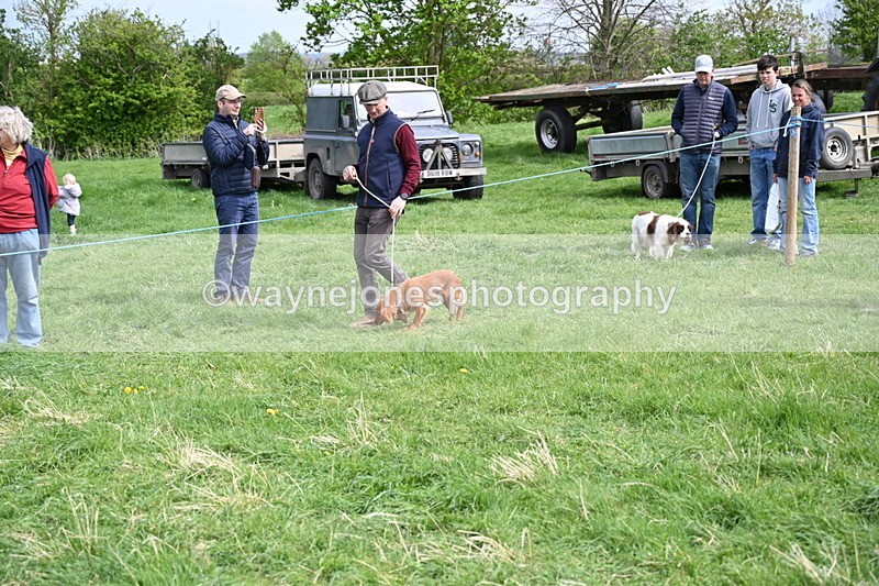 WJ6_8810 - Class 8 Best Working / Gun Dog or Bitch