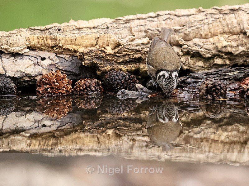 Crested Tit drinking reflection, Spain - Crested Tit