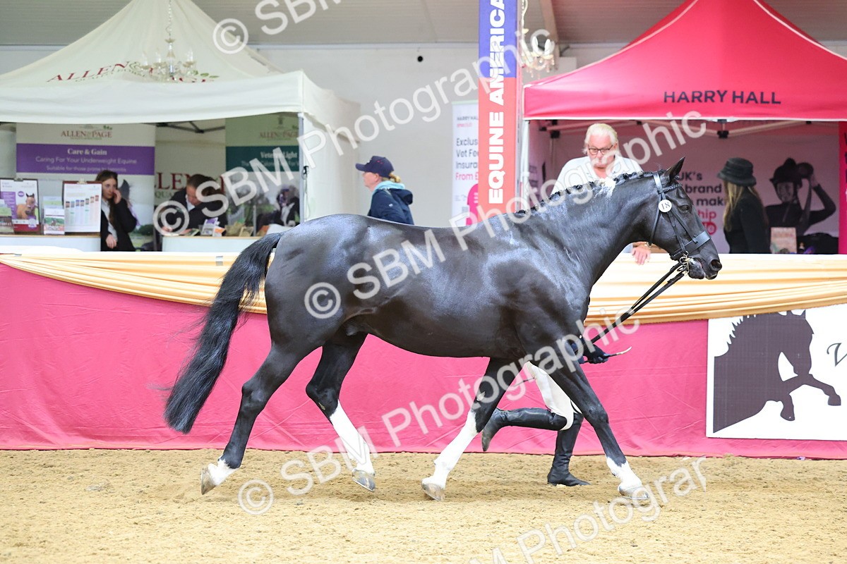 SBM_22658 - Class 903 - Supreme Final - IH Pre Vet