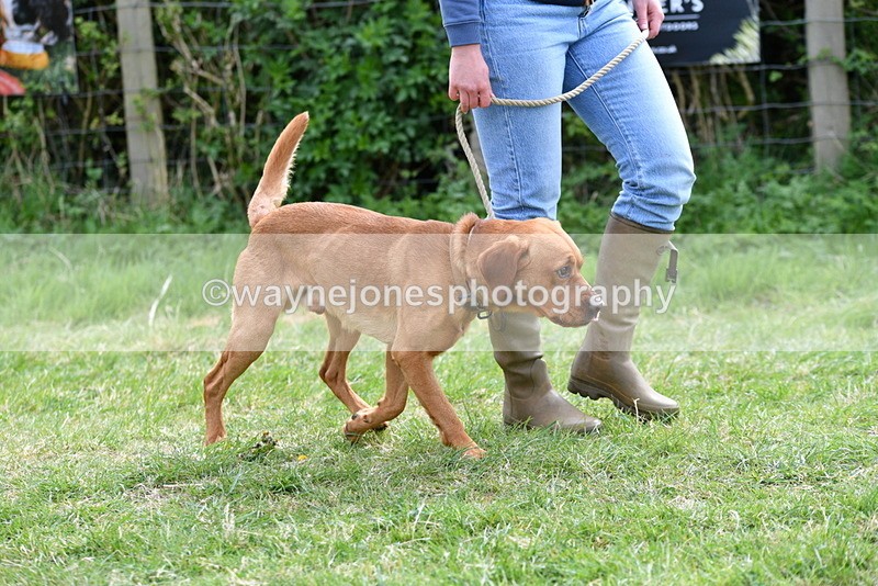 WJ5_9566 - Class 3 Most Handsome Dog