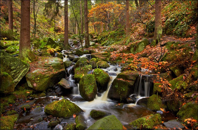 Autumn in Wyming Brook - Photographs of Woodland & Rivers