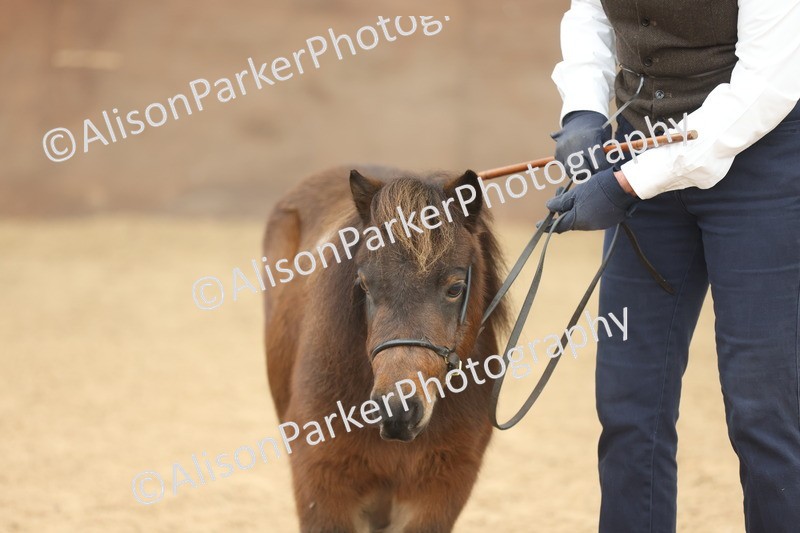 20251109-0314 - Class 13 - Mares 4 Years and Over