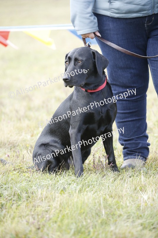 20250831-3621 - Dog Show