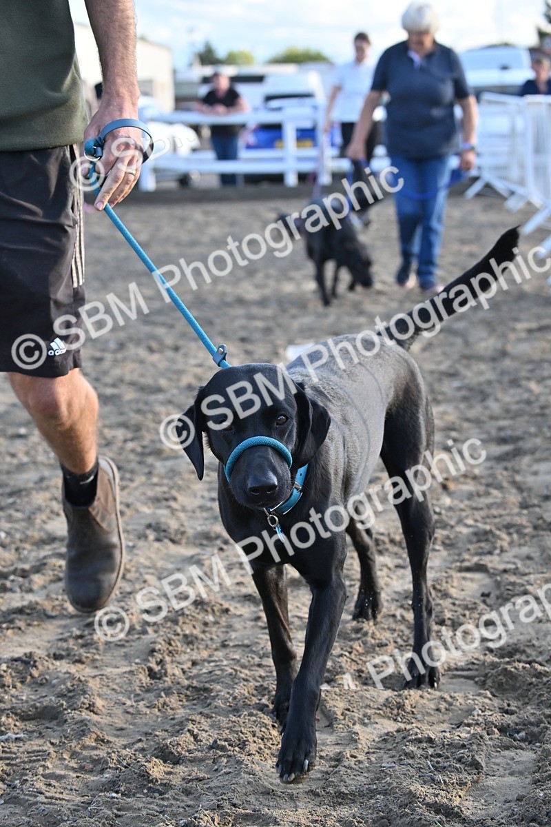 SBM_09430 - Lorry Dogs