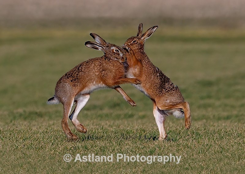 Astland Photography, Bird and Wildlife Images, Susan and Peter Wilson, U.K.