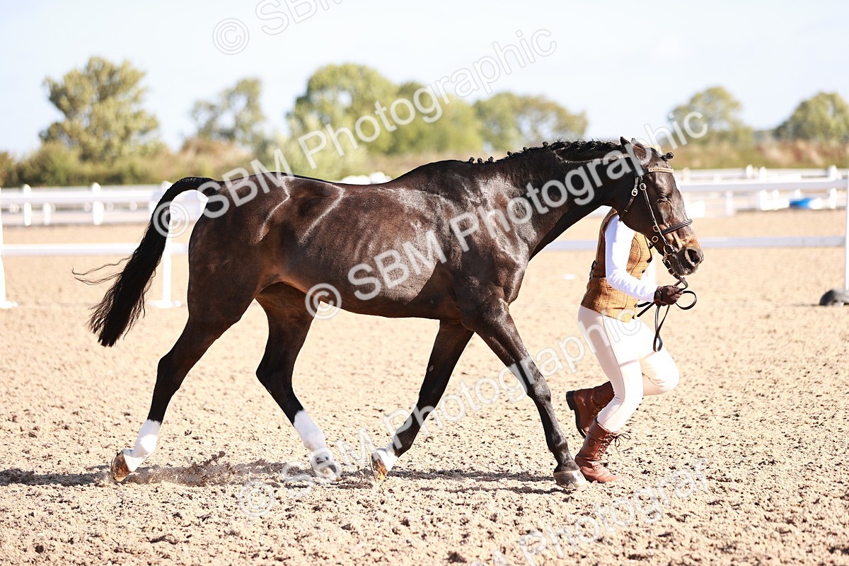 SBM_22039 - Class 702 - IH Show Horse-Pony