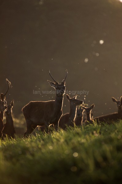Red Deer _AN068 - Wildlife, Mammal Photography, Great Britain