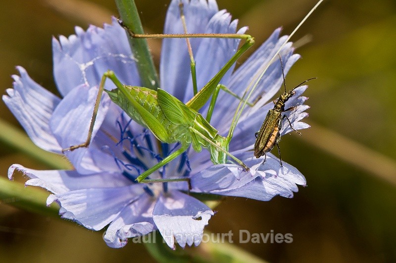  - Bugs: Macro insects