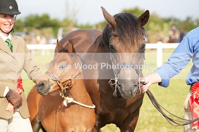 DSC04479 - Classes 44 & 45: NPS M&M Brood Mare and Foal