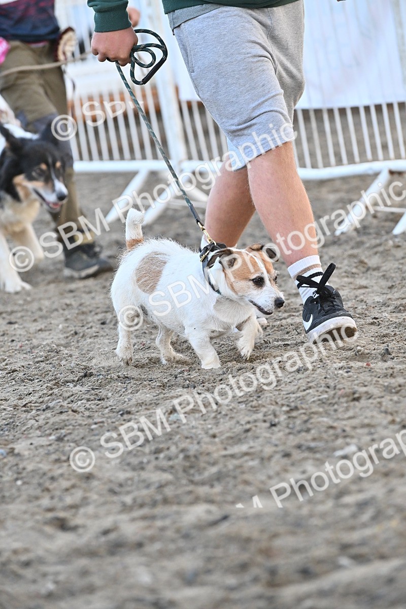 SBM_09561 - Lorry Dogs