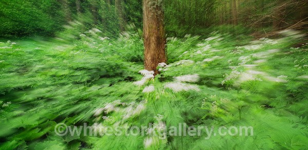  - Light In The Forest