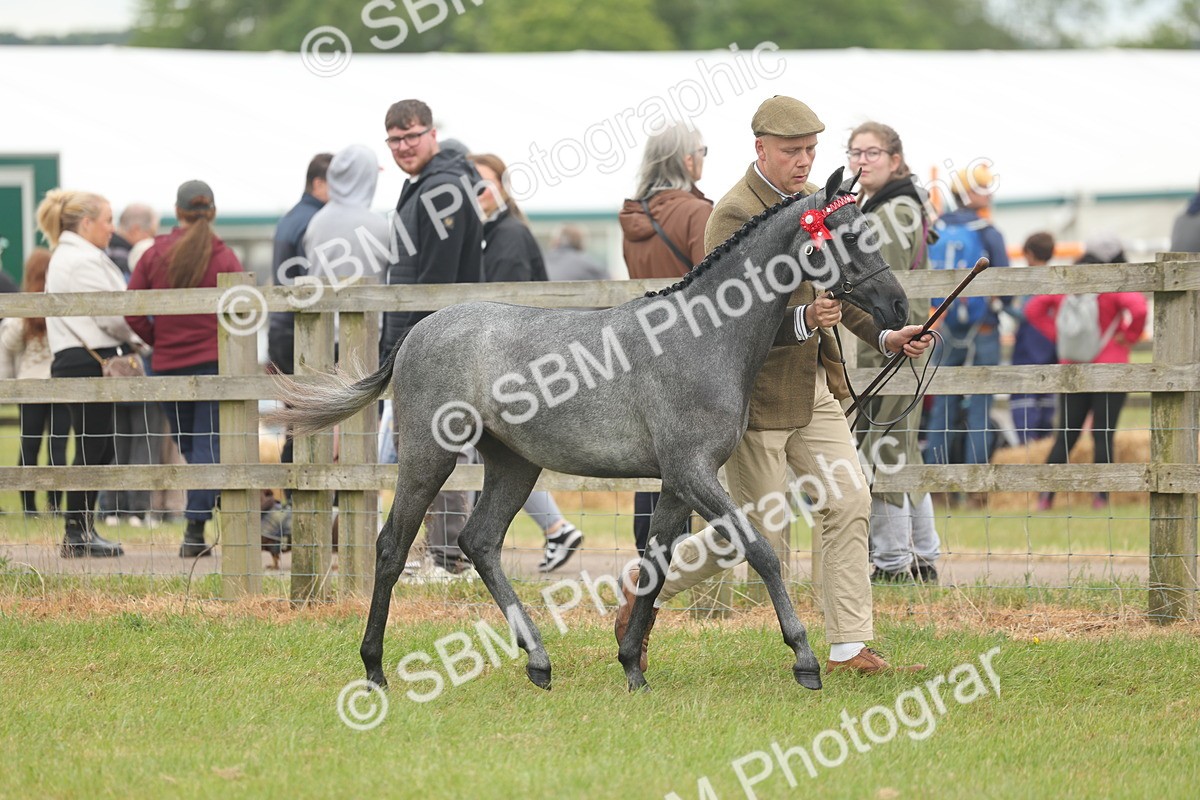 SBM_05350 - Class 68-73 - Riding Pony Breeding
