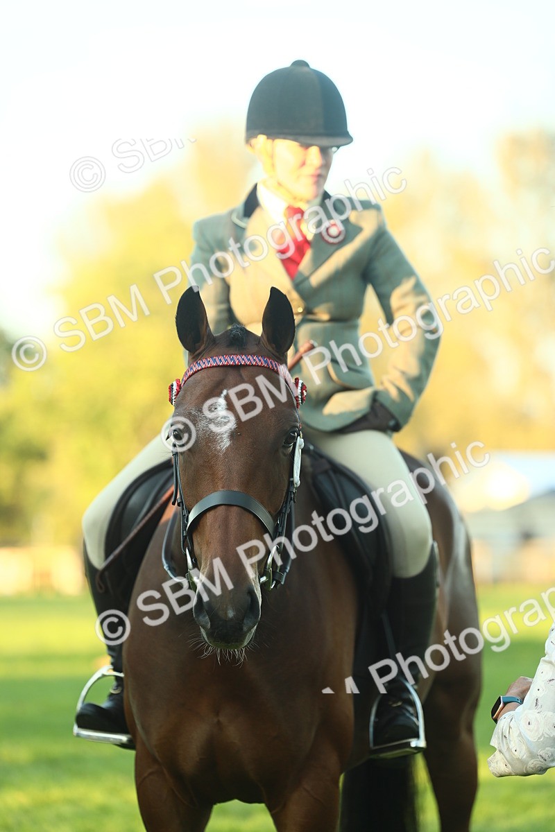 SBM_56582 - S14 - Riding Club Horse