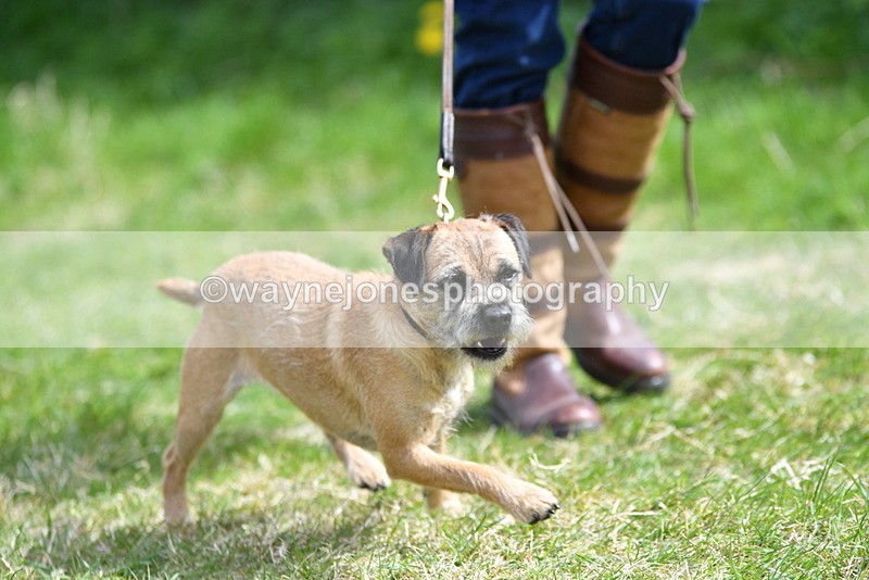 WJ5_0356 - Class 7 Best Terrier