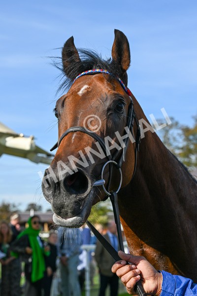 111025-Race 1-Division-0215 - Race 1 Coral Rockingham Stakes at York