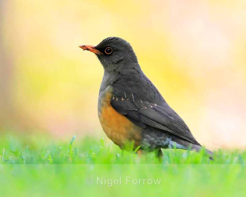 Olive Thrush on the ground - Olive Thrush