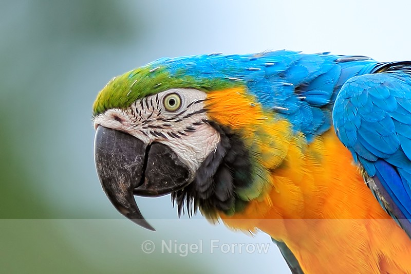 Blue-and-Yellow Macaw close-up, Costa Rica - Blue-and-Yellow Macaw