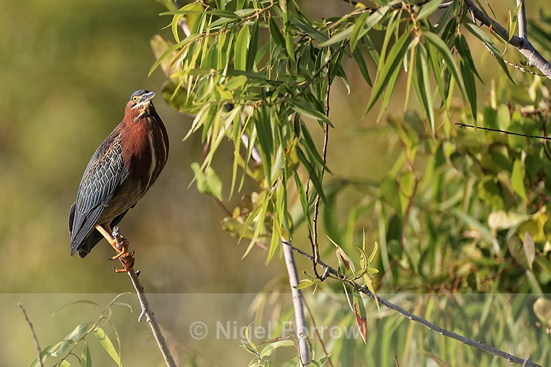 Green Heron perched, Venice Rookery, Florida - Green (Green-backed) Heron