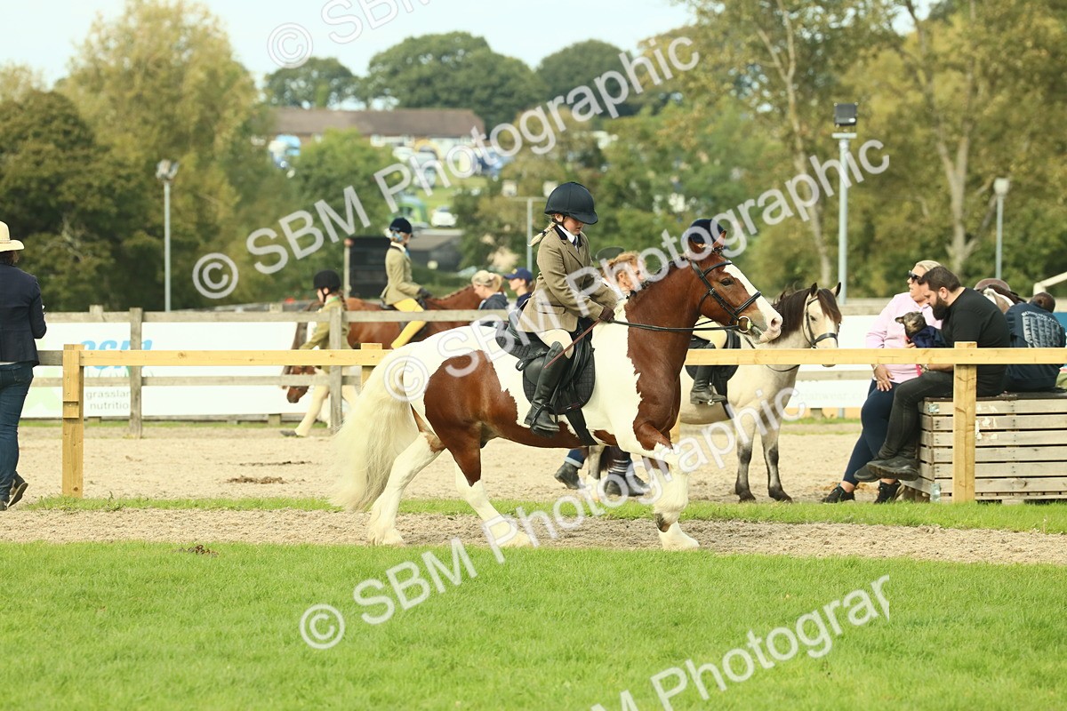 SBM_68233 - S58 - Mini Show Cob Ridden