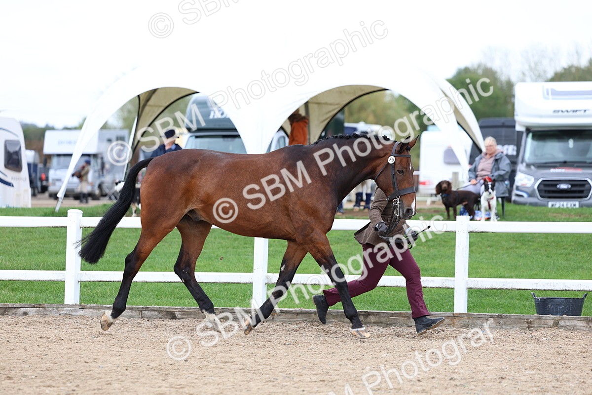 SBM_05726 - Class 28 - IH Veteran Horse