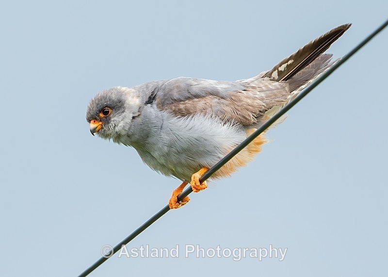 Astland Photography, Bird and Wildlife Images, Susan and Peter Wilson, U.K.