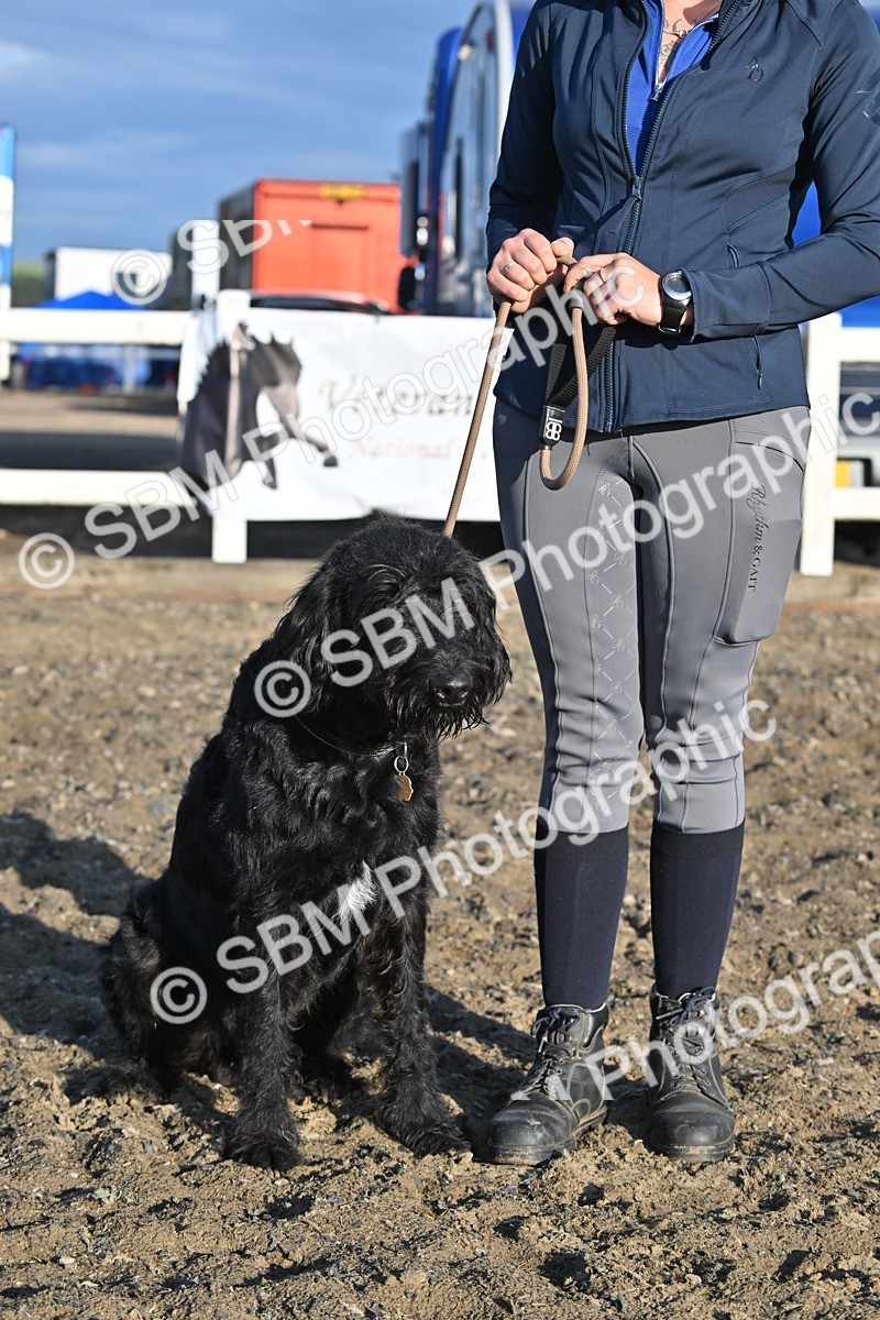 SBM_09384 - Lorry Dogs