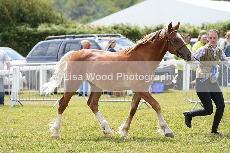 DSC05910 - NPS M&M In Hand Championship