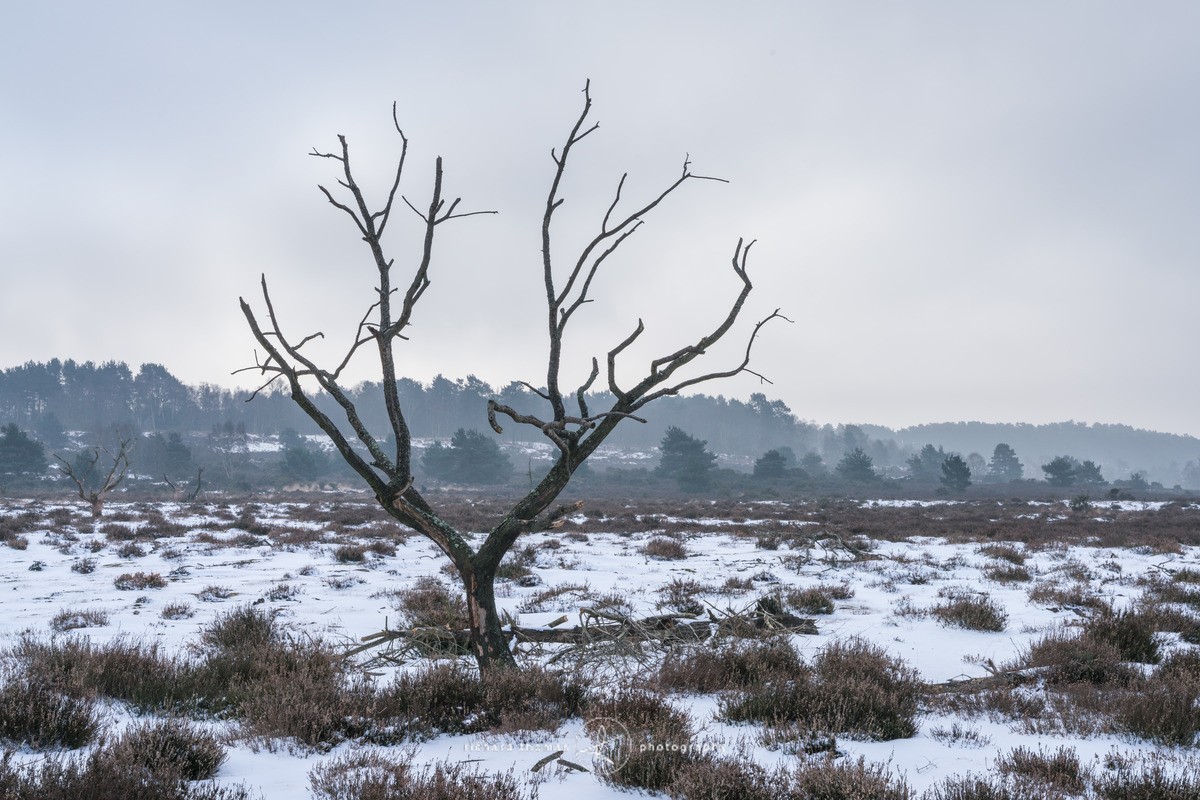 Charred - Snow III - Charred Recovery