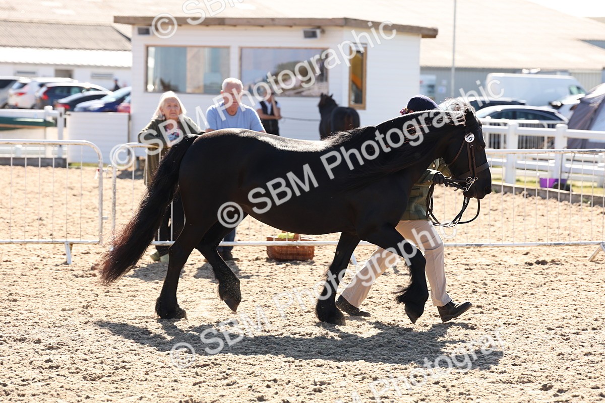 SBM_12903 - Class 206 - IH Non Show Type Pony