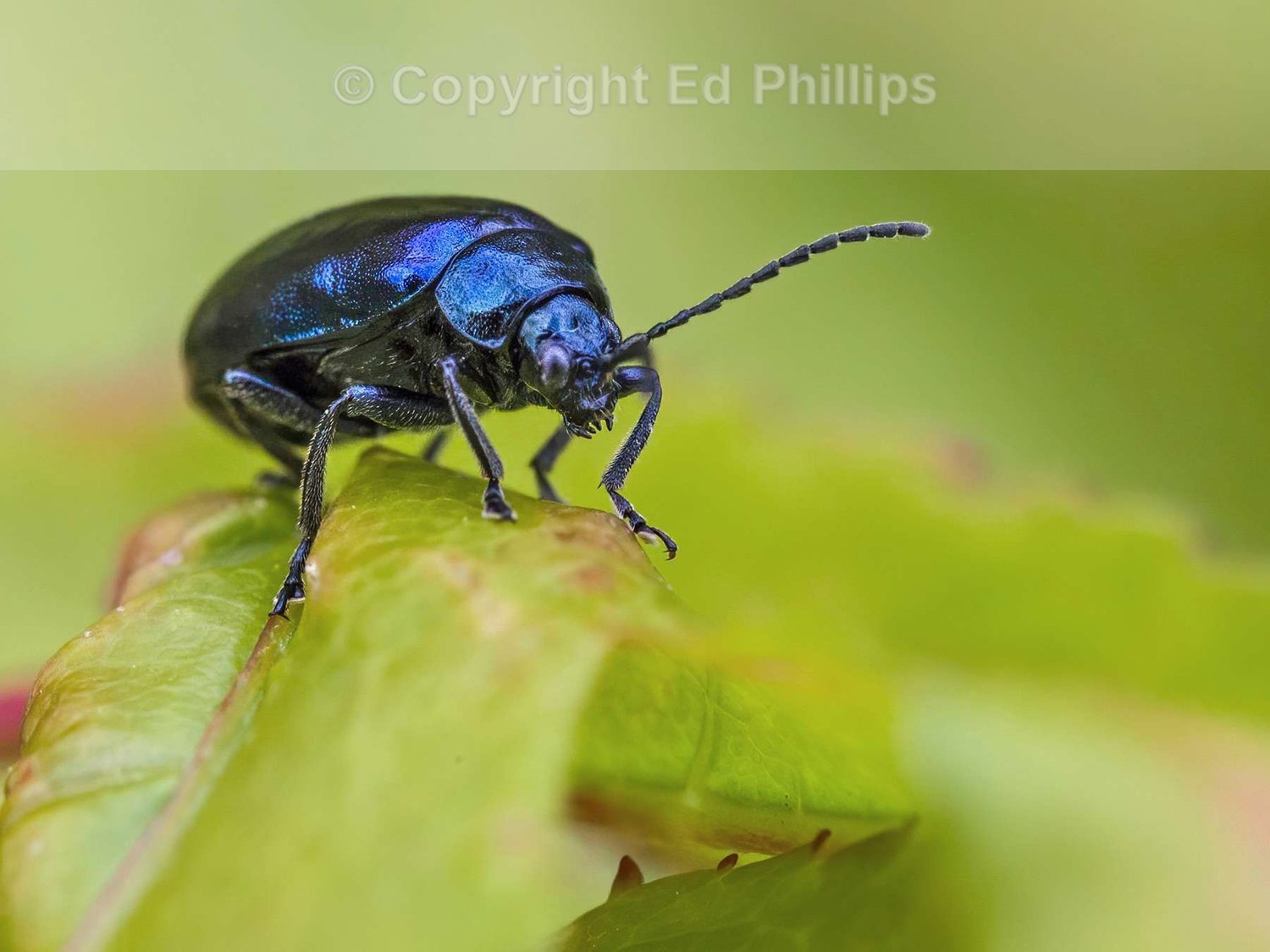 Alder Leaf Beetle