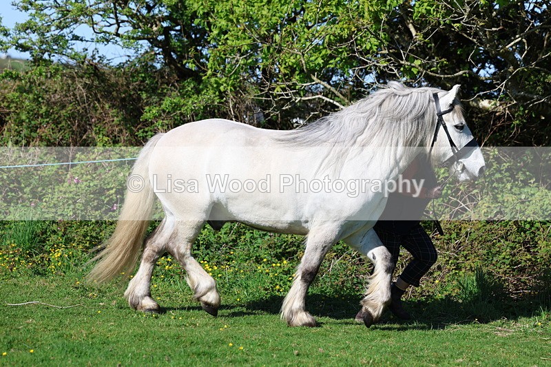 3E7A8580 - Class 13: M & M Large Breeds