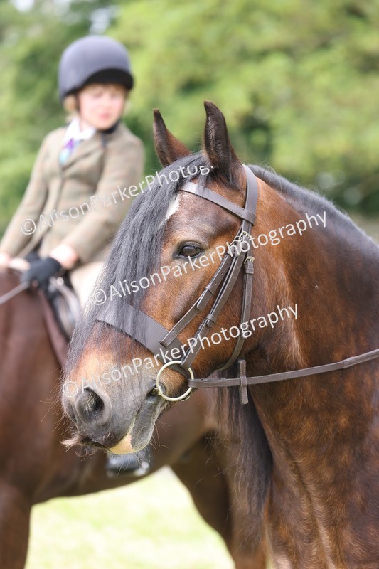 20260614-3206 - Class 22 - Open Working Hunter