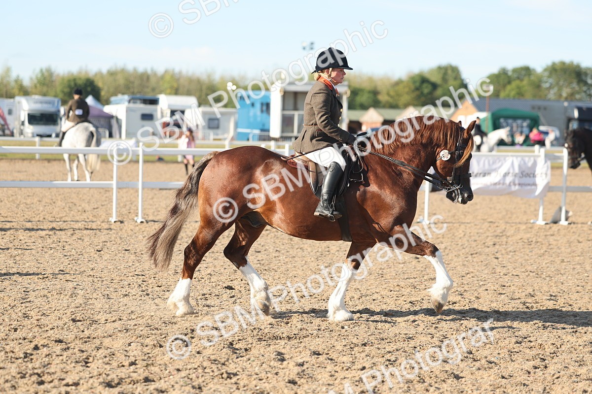 SBM_11028 - Class 302 - Ridden M&M Large Breeds
