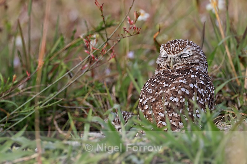 Burrowing Owl resting, Cape Coral, Florida - Burrowing Owl