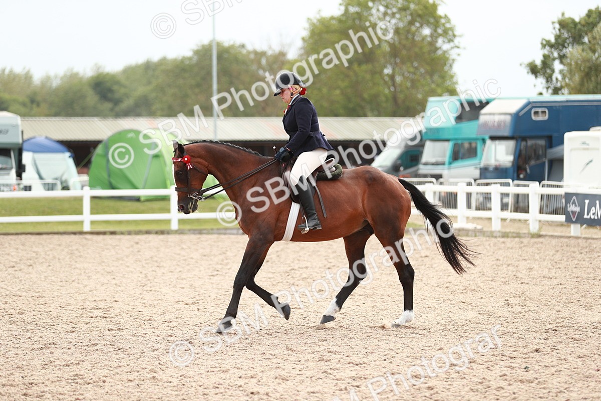 SBM_17605 - Class 215 Ridden Hack/ Riding Horse