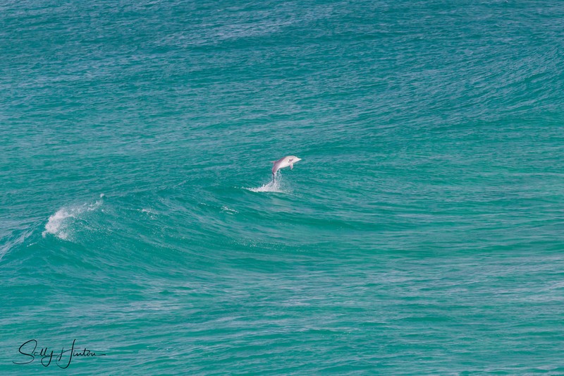 Waves with Dolphin 1