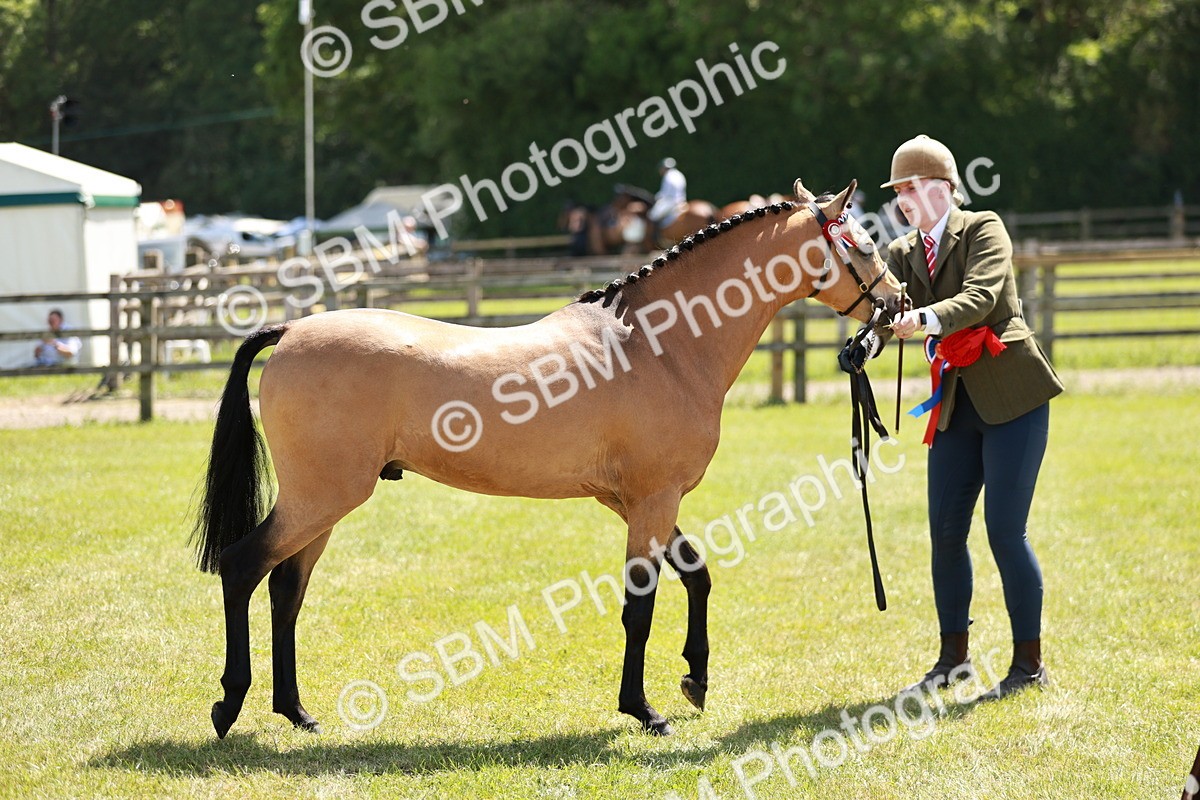 SBM_05592 - Class 41-45 - Riding Pony-Hunter Pony Breeding