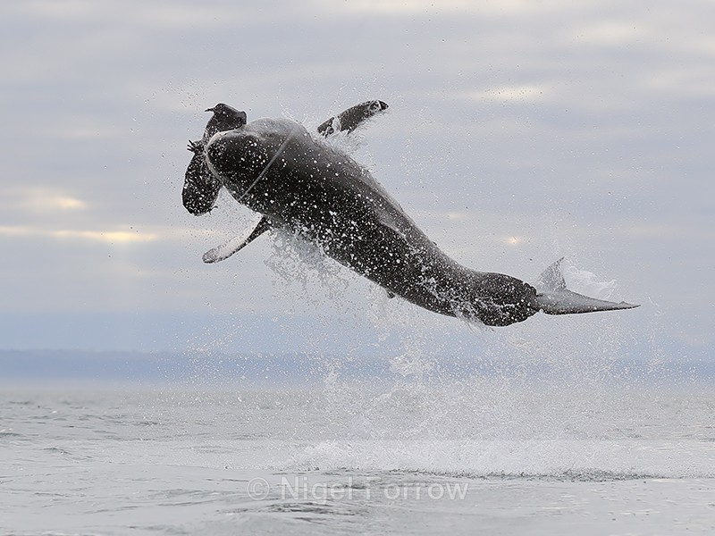 Great White Shark breach (frame 6), Mossel Bay, South Africa - Breaching Great White Shark