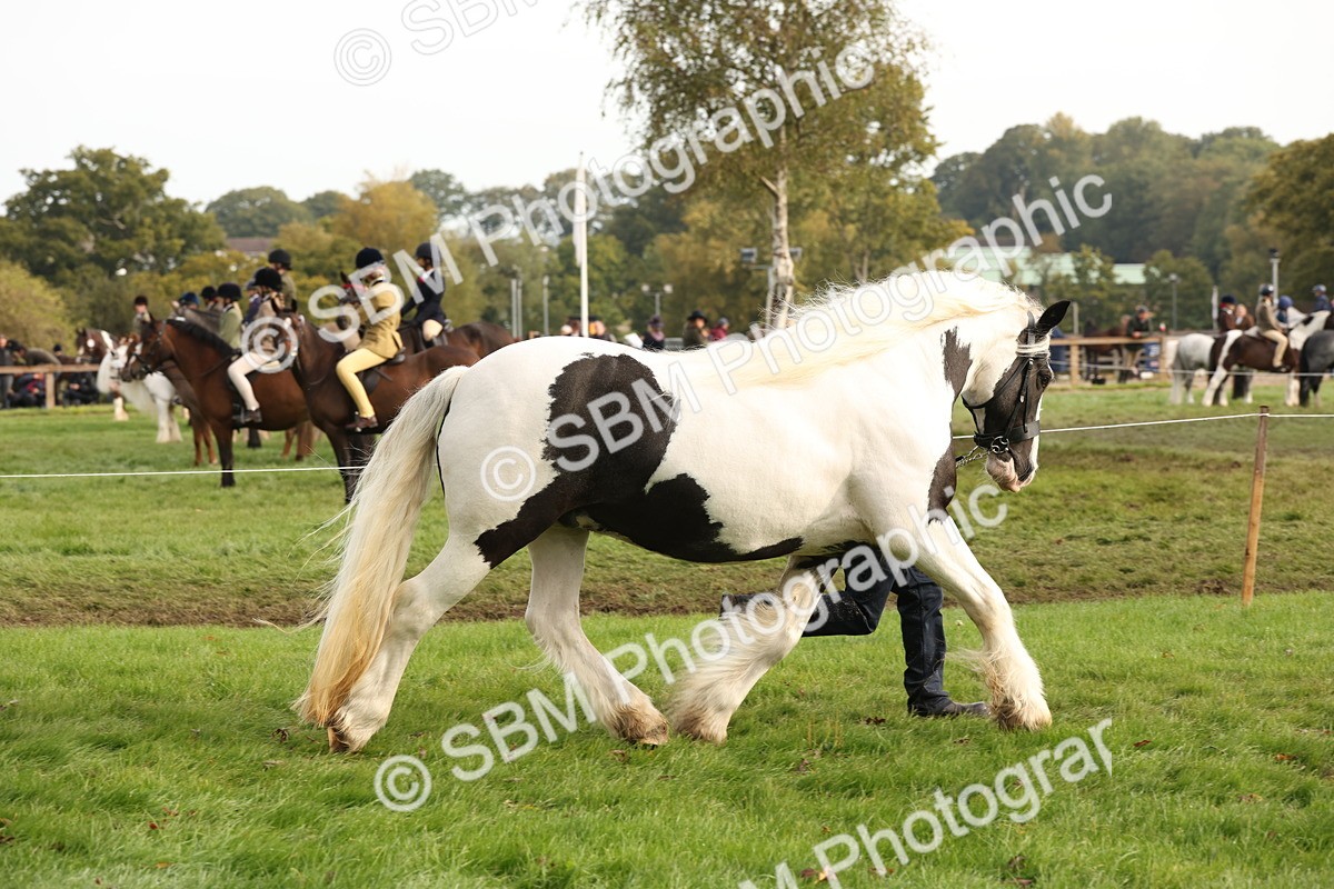 SBM_56795 - S54 - Piebald & Skewbald Horse In Hand